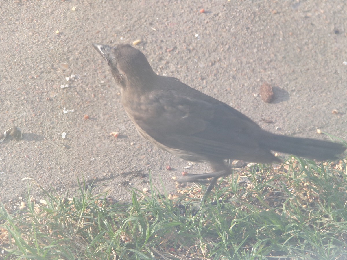 Common Grackle - Texas Bird Family