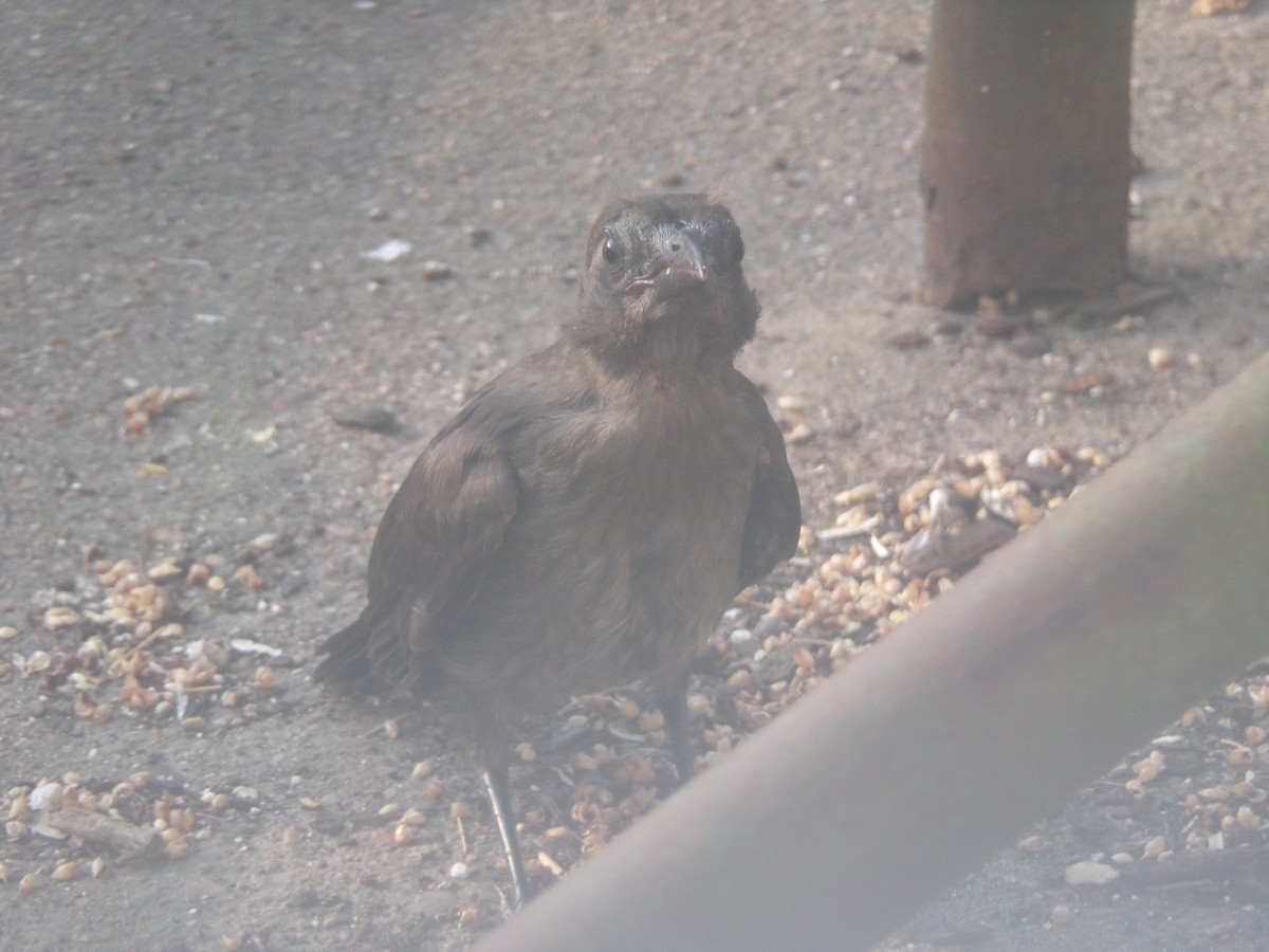 Common Grackle - Texas Bird Family