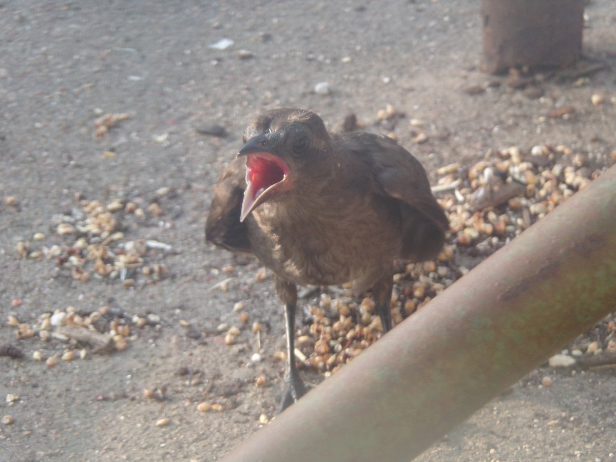 Common Grackle - Texas Bird Family