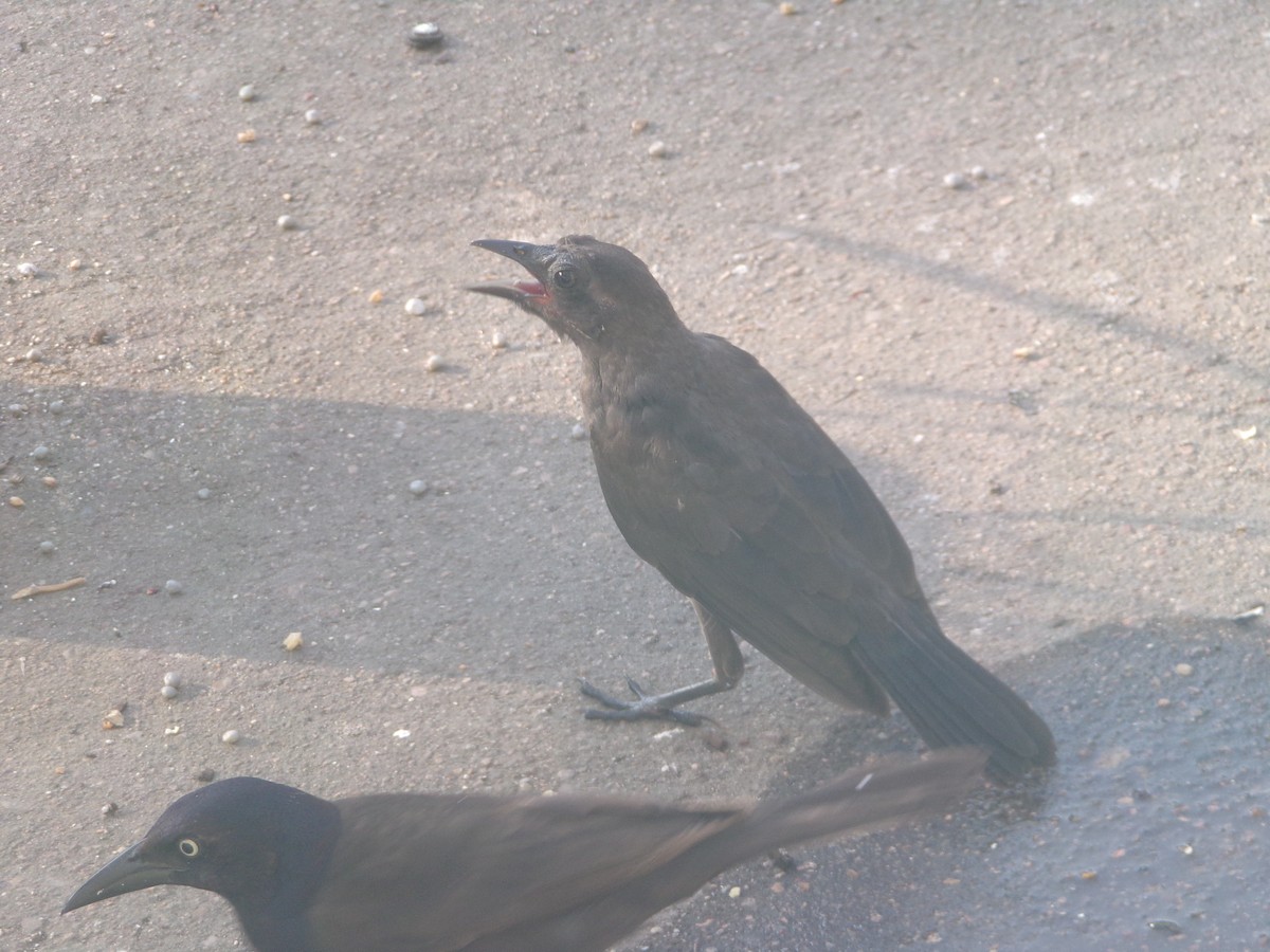 Common Grackle - Texas Bird Family