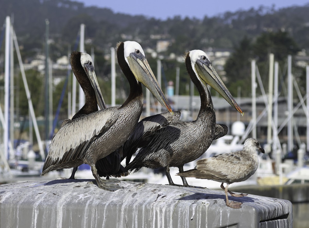 Brown Pelican (California) - Bill Hubick