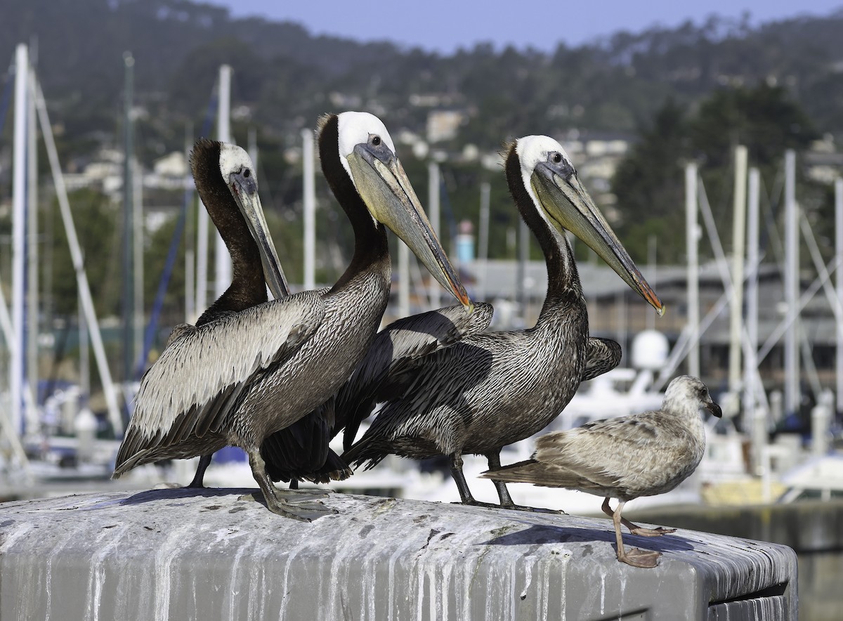 Brown Pelican (California) - ML619504682