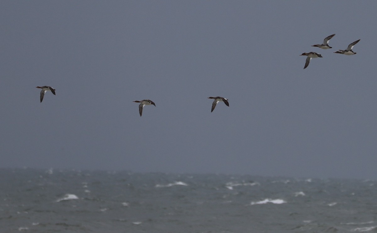 Red-breasted Merganser - ML619504683