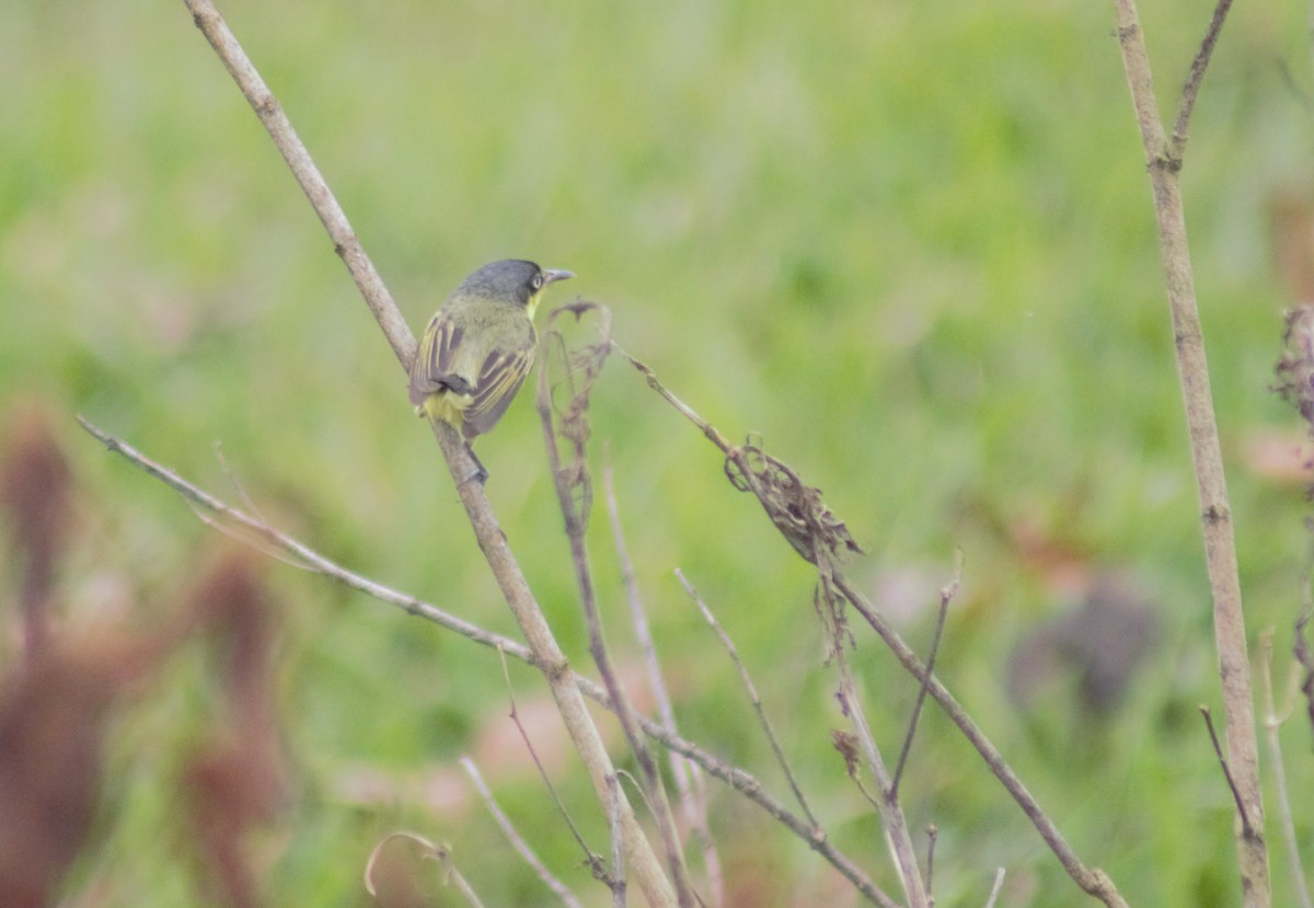 Common Tody-Flycatcher - Storm Borum