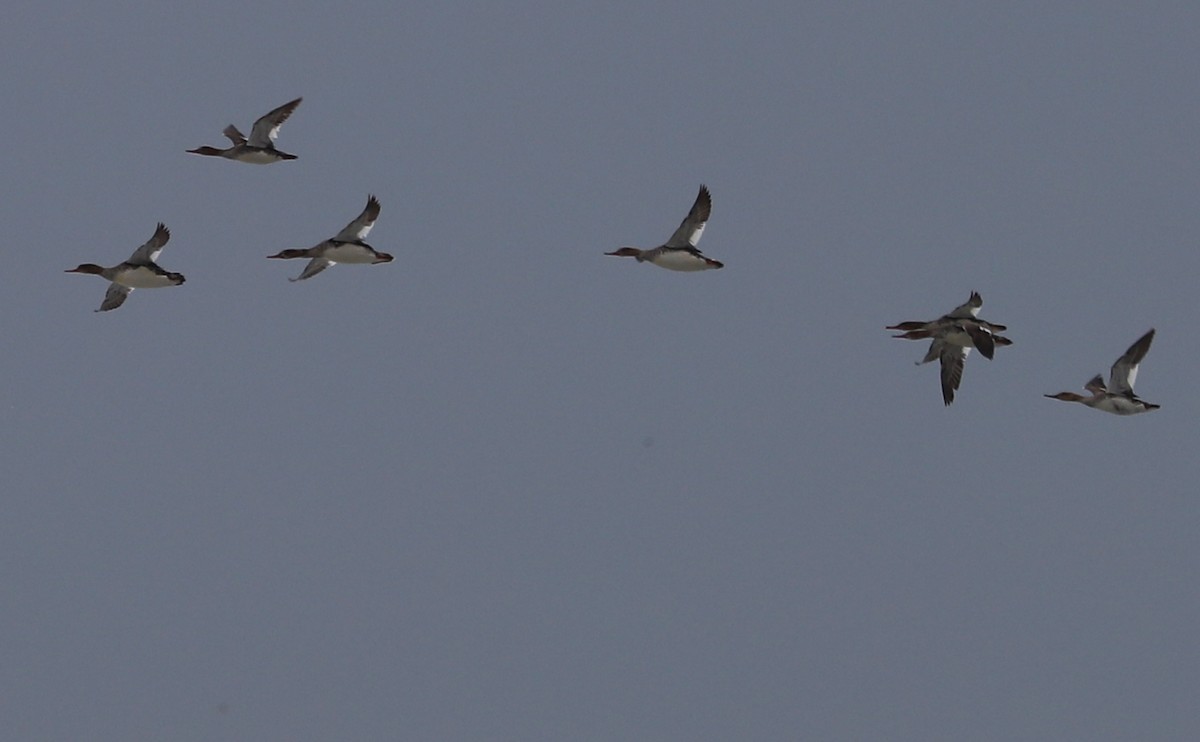 Red-breasted Merganser - ML619504692