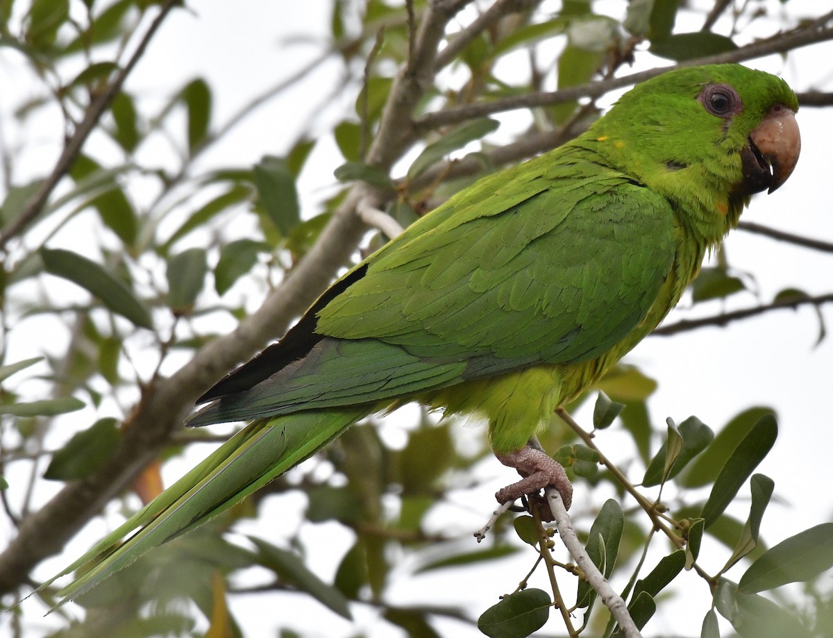 Green Parakeet - Harrison Calvin