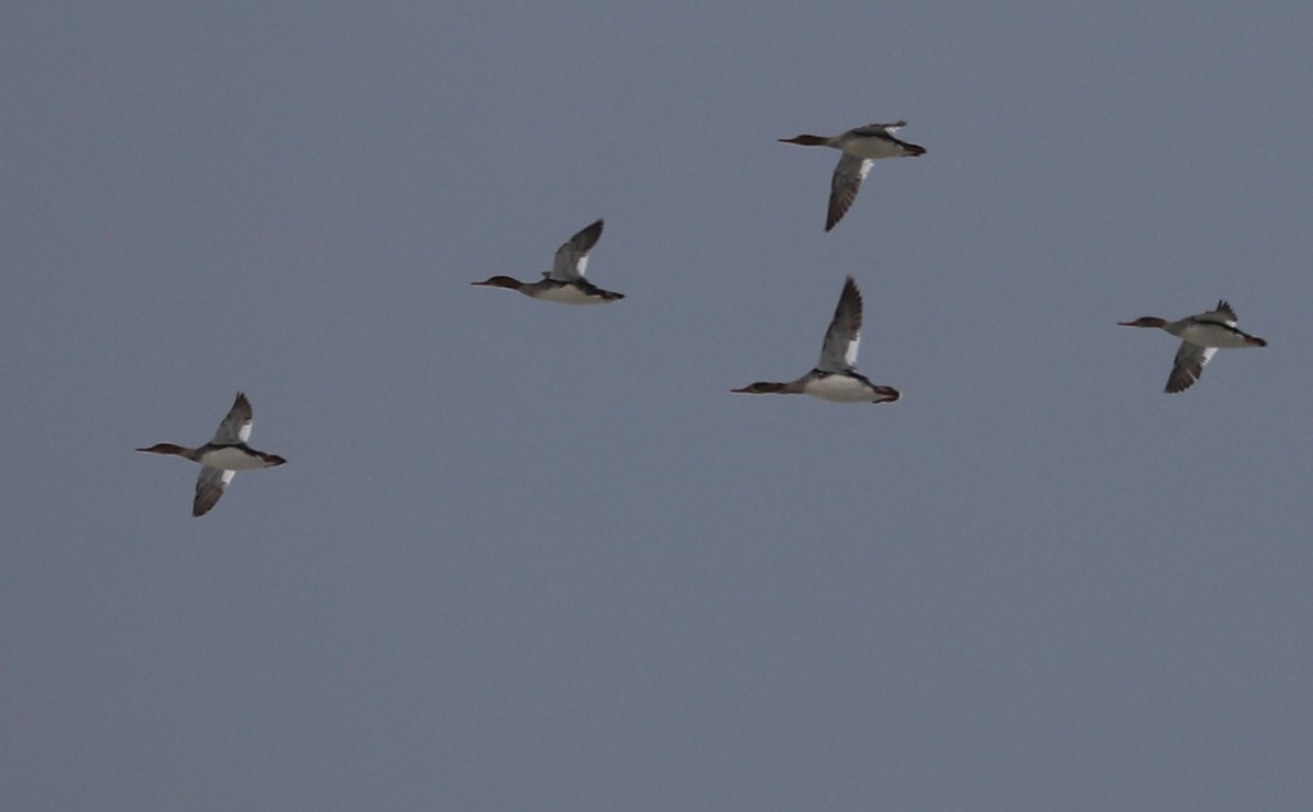 Red-breasted Merganser - ML619504694