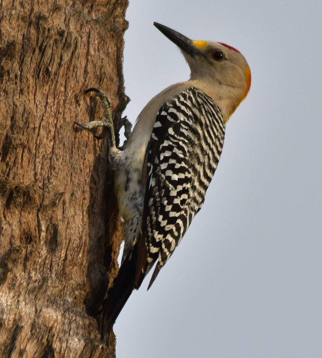 Golden-fronted Woodpecker - Harrison Calvin