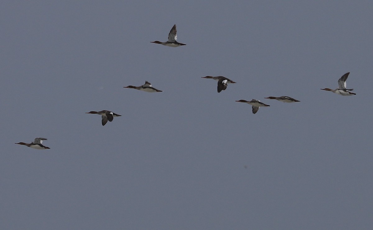 Red-breasted Merganser - Rob Bielawski