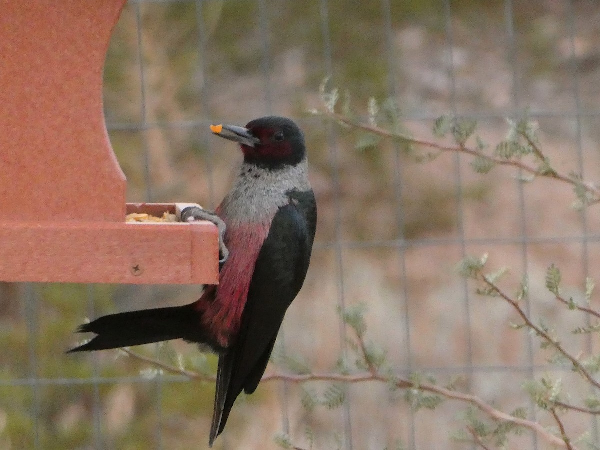 Lewis's Woodpecker - James Atkinson