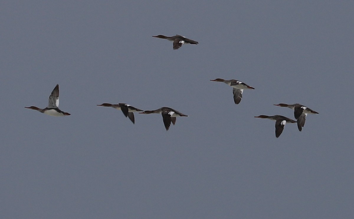 Red-breasted Merganser - Rob Bielawski