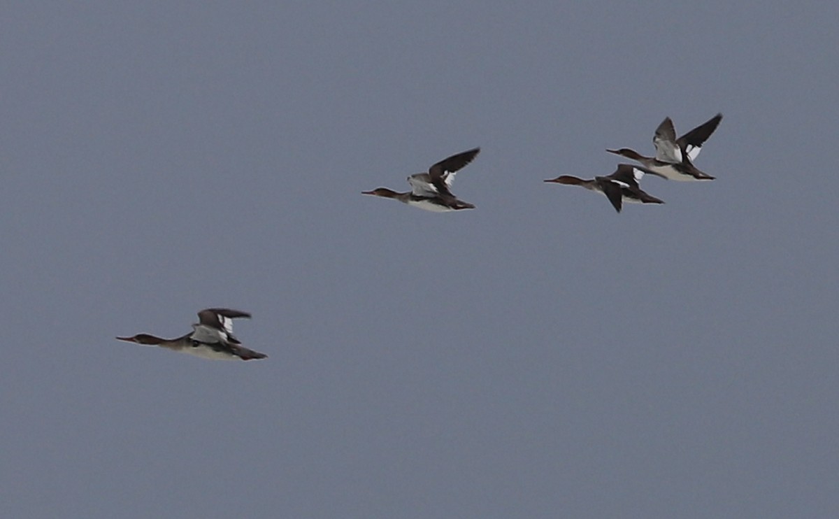 Red-breasted Merganser - Rob Bielawski