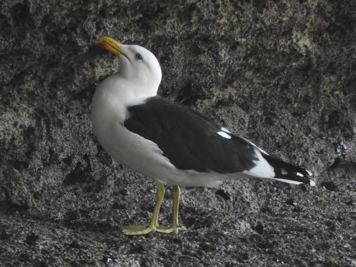 Kelp Gull - Natalee Bozzi