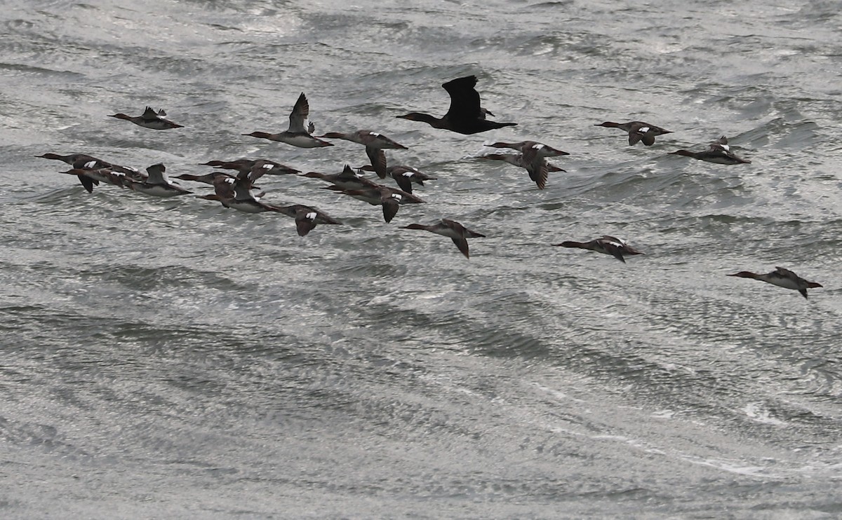 Red-breasted Merganser - Rob Bielawski