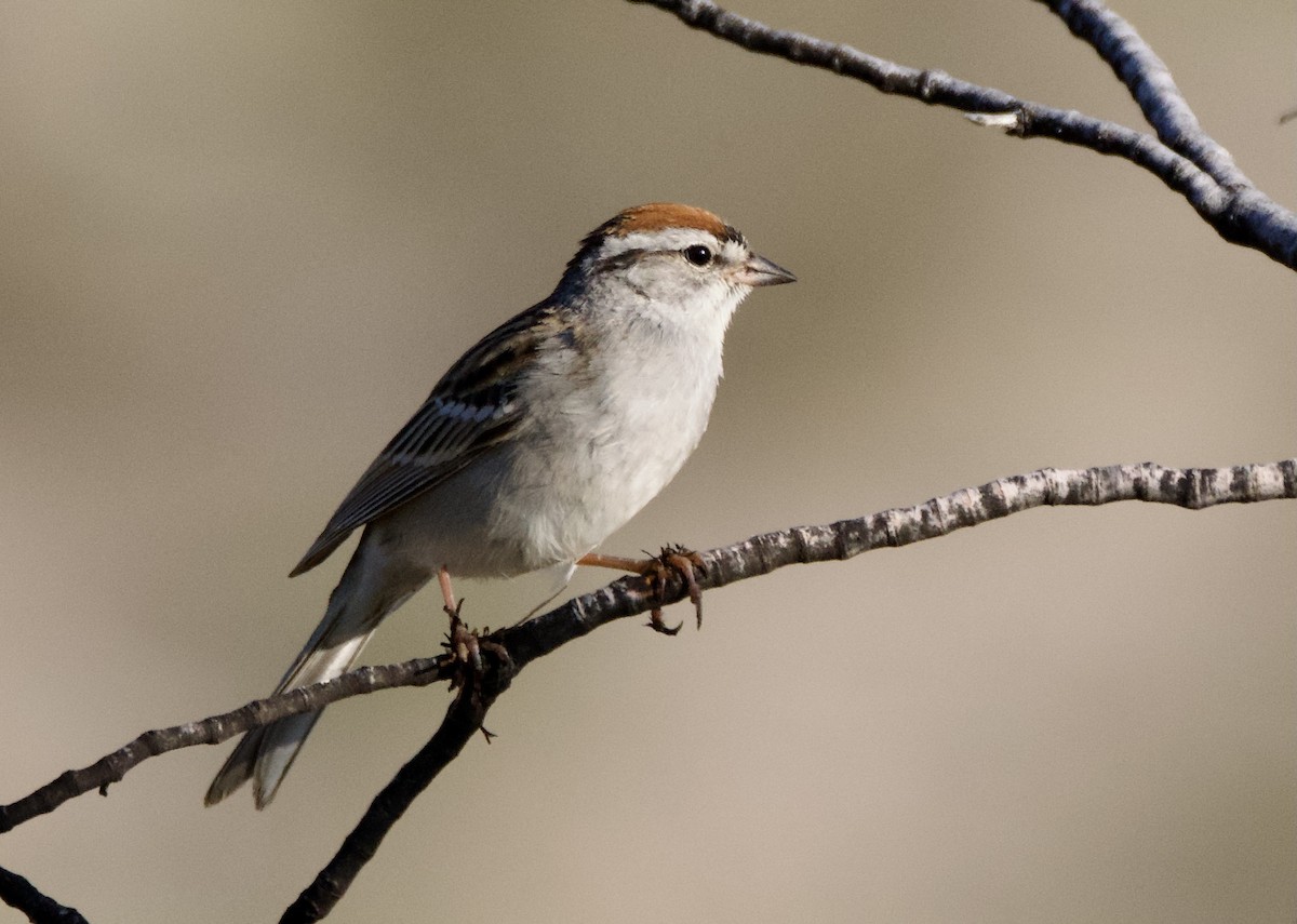 Chipping Sparrow - Pauline Yeckley