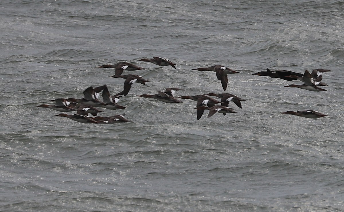 Red-breasted Merganser - Rob Bielawski