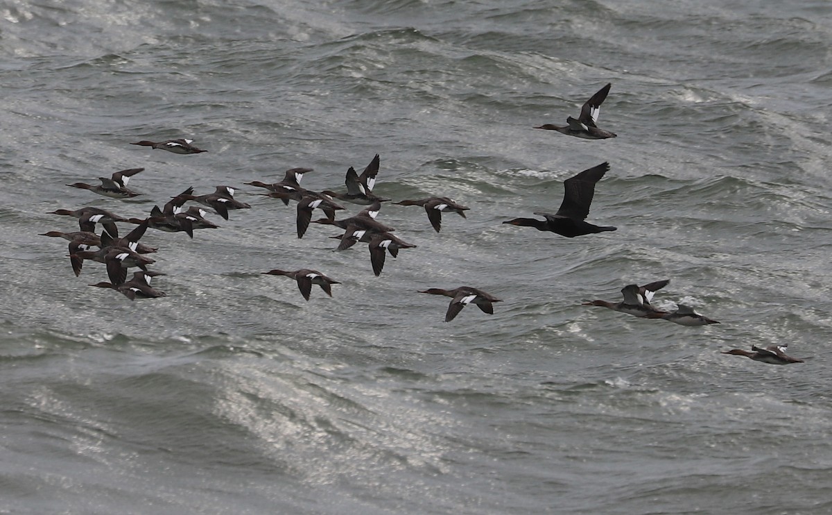 Red-breasted Merganser - ML619504717