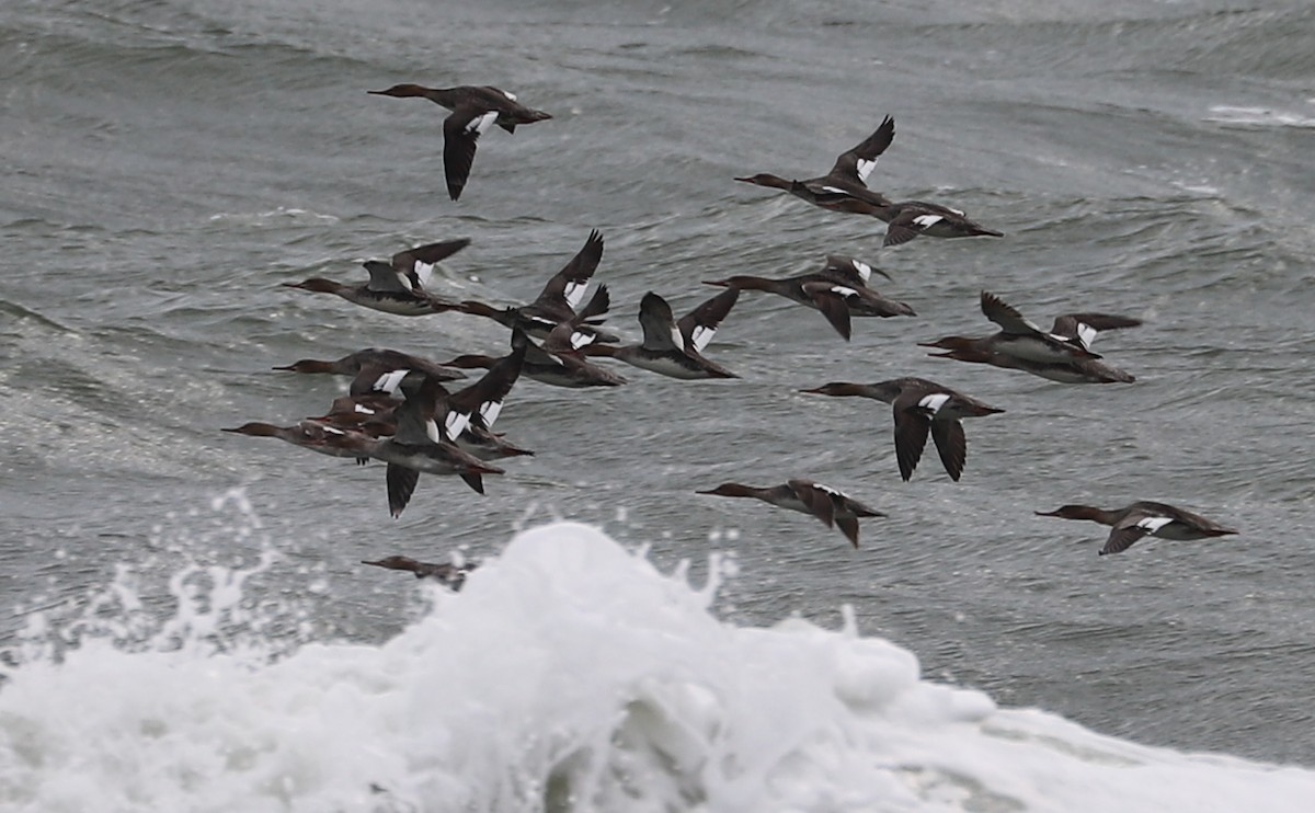 Red-breasted Merganser - ML619504720