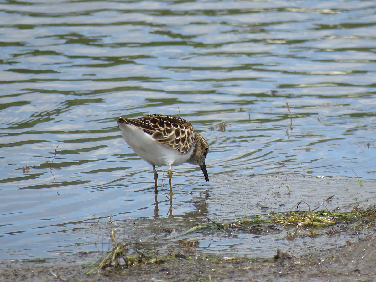 Least Sandpiper - The Lahaies