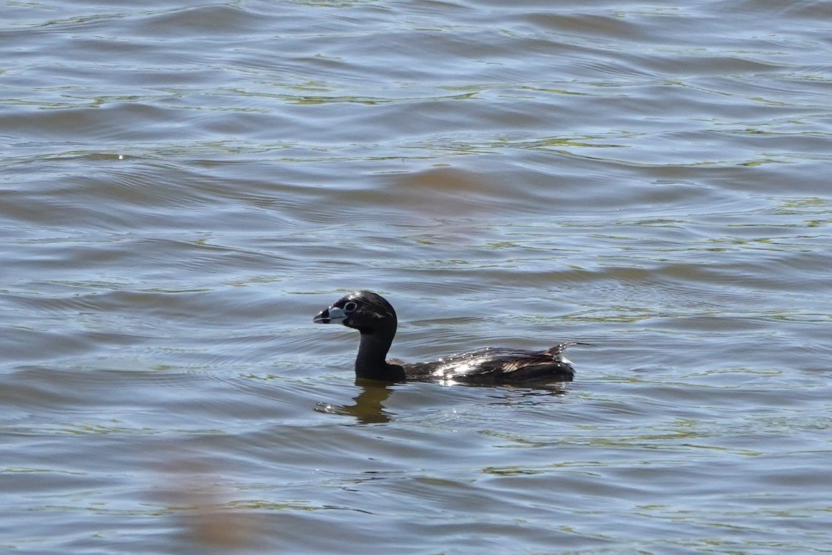 Pied-billed Grebe - Cindy Cummings