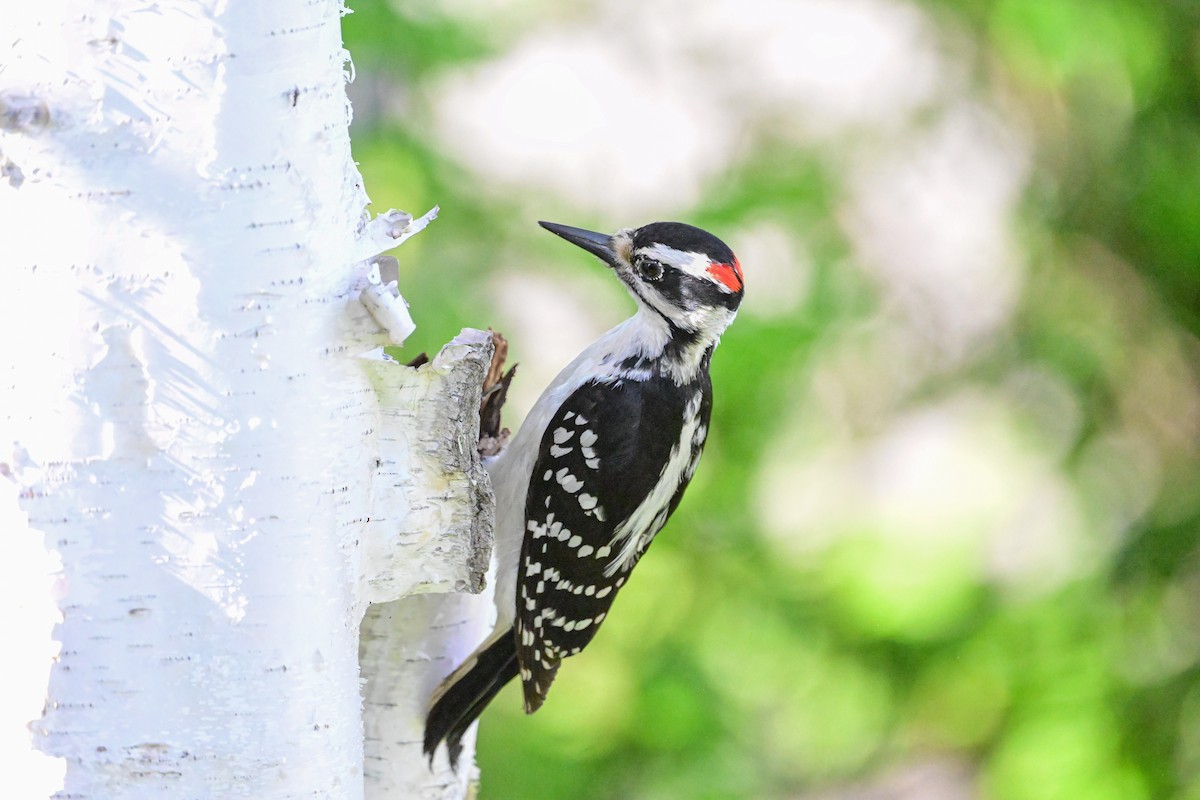 Hairy Woodpecker - Serg Tremblay