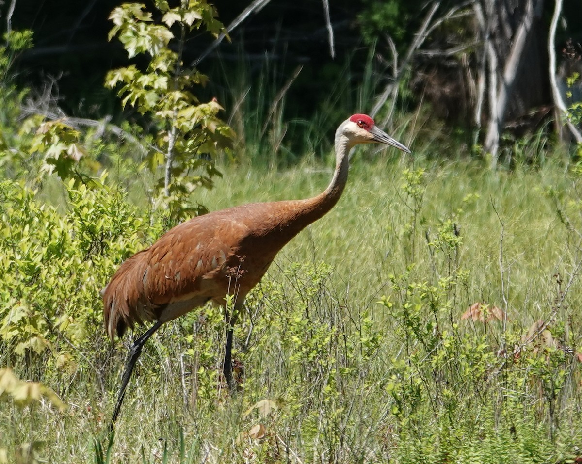 Sandhill Crane - Michael DeWispelaere