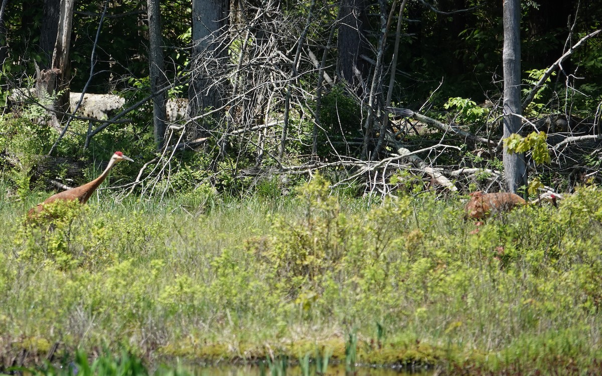 Sandhill Crane - Michael DeWispelaere