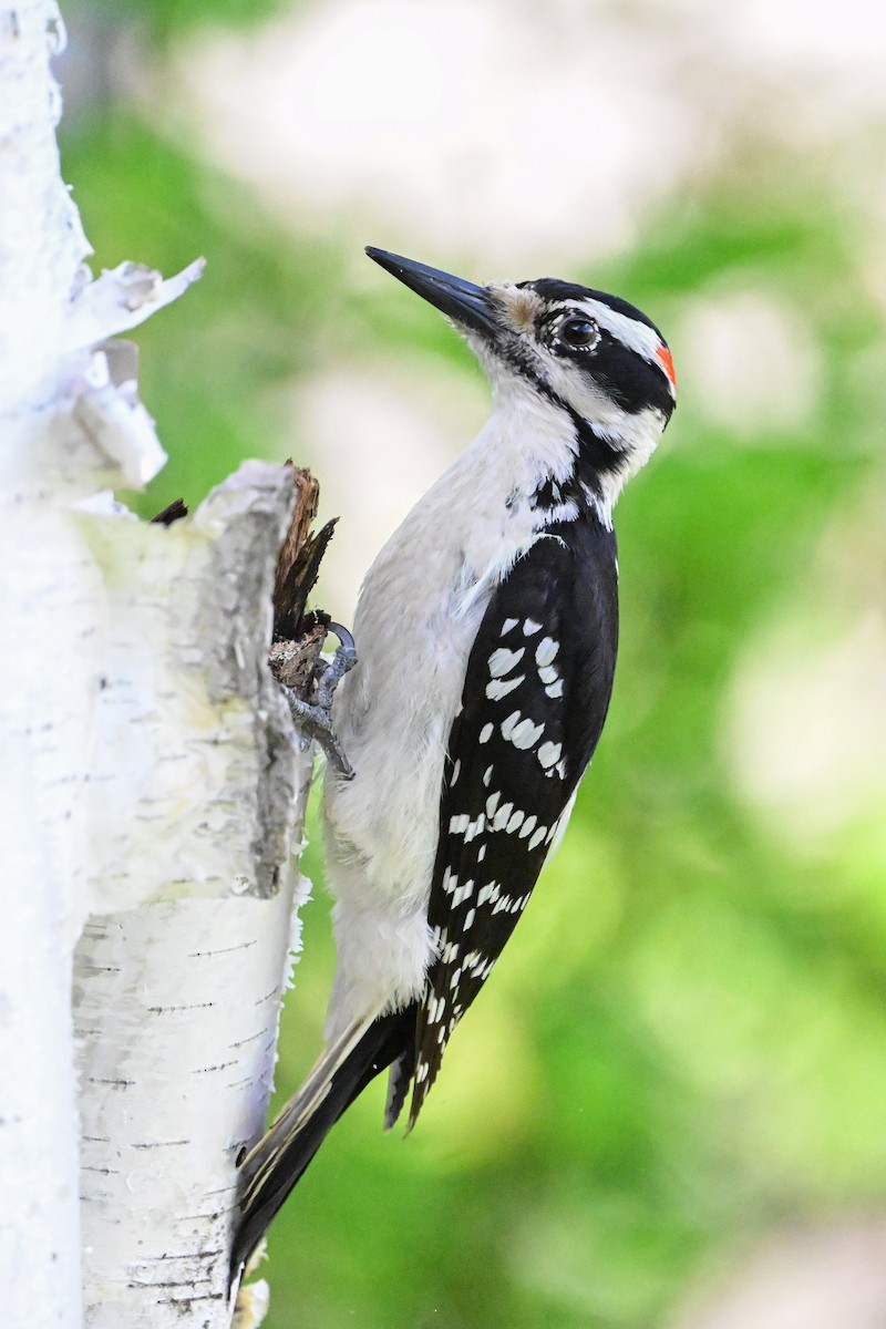 Hairy Woodpecker - Serg Tremblay