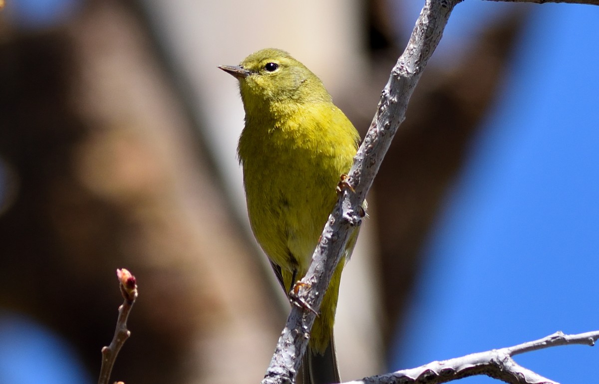 Orange-crowned Warbler - Ryan Claar