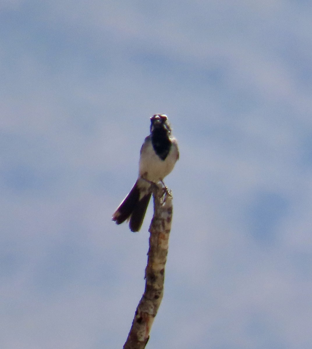 Black-throated Sparrow - ML619504752