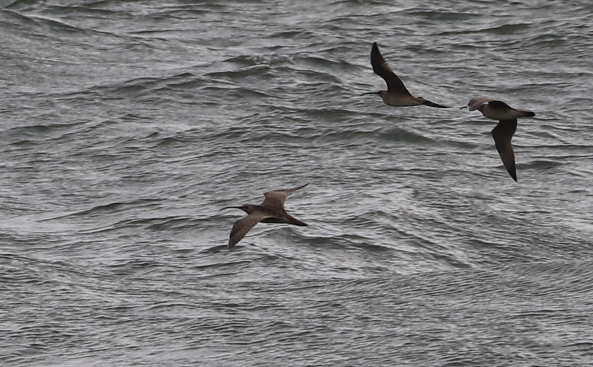 Whimbrel (Hudsonian) - Rob Bielawski