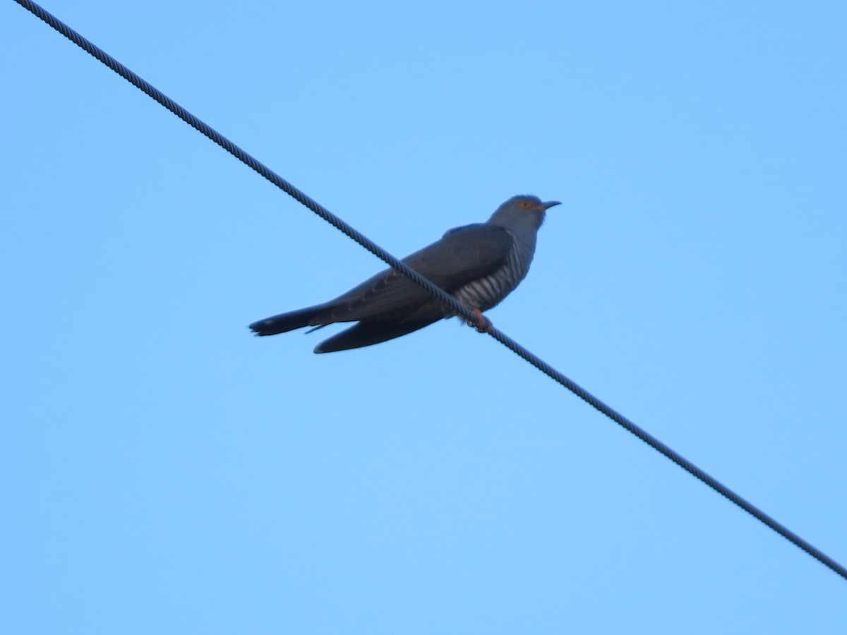 Common Cuckoo - Nacho García Gómez