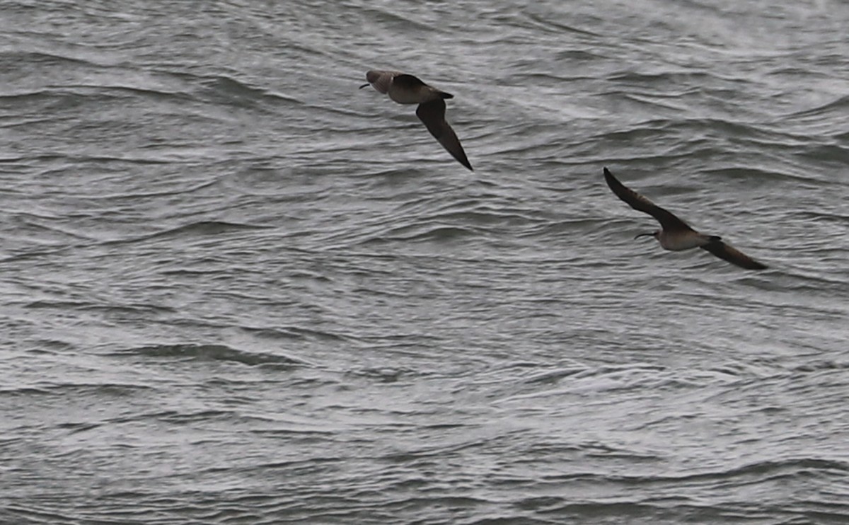 Whimbrel (Hudsonian) - Rob Bielawski