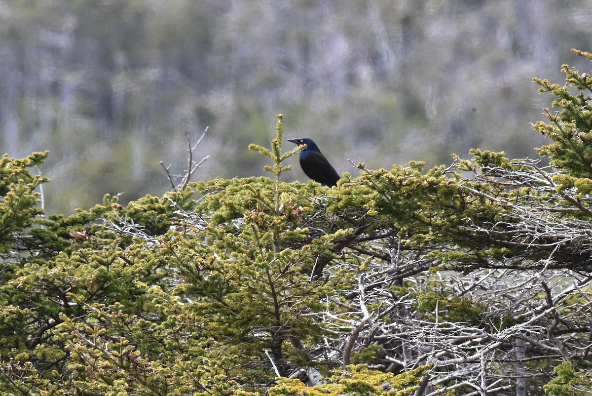 Common Grackle - Valérie JACKMAN