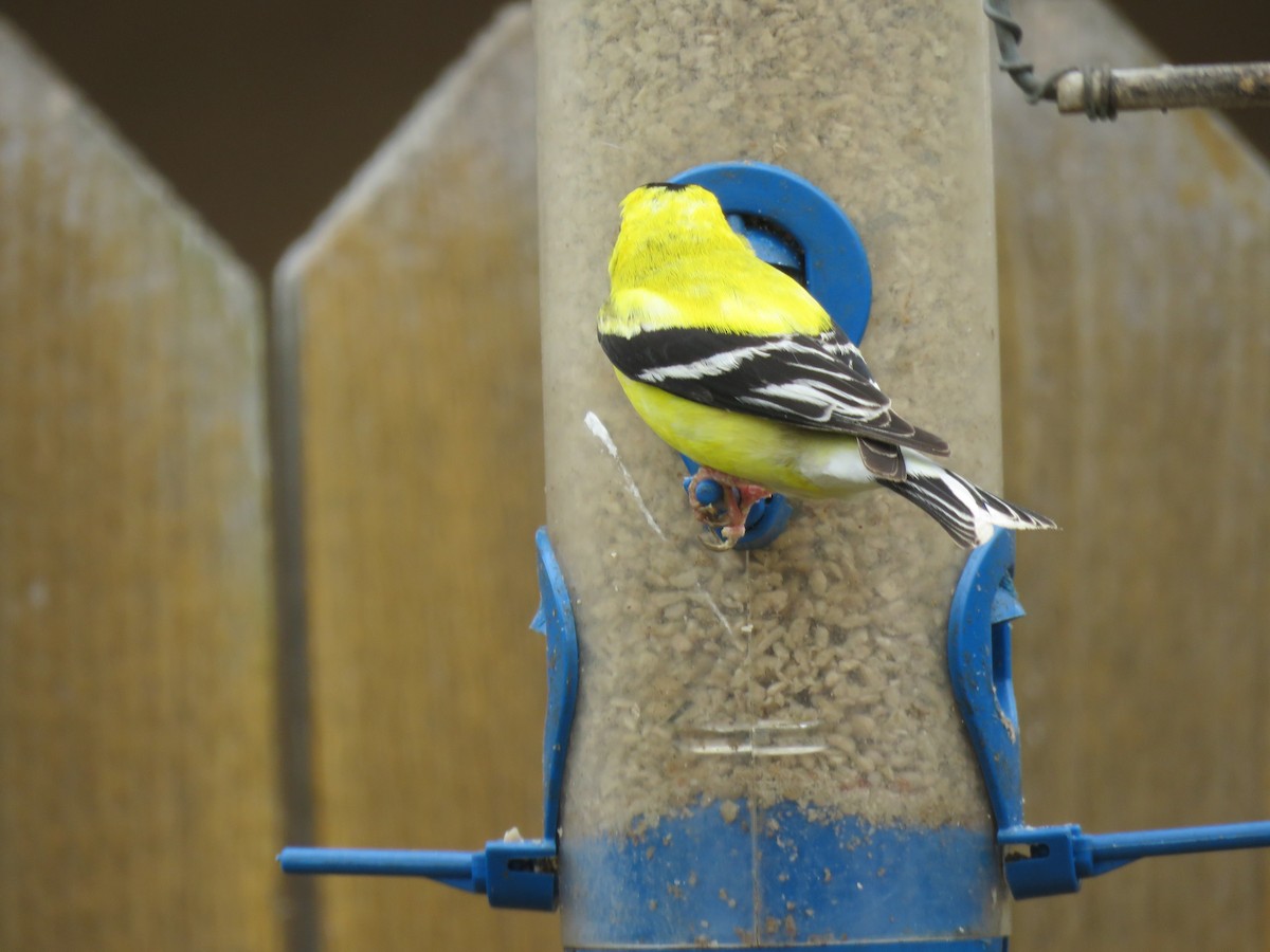 American Goldfinch - Denise Riddle