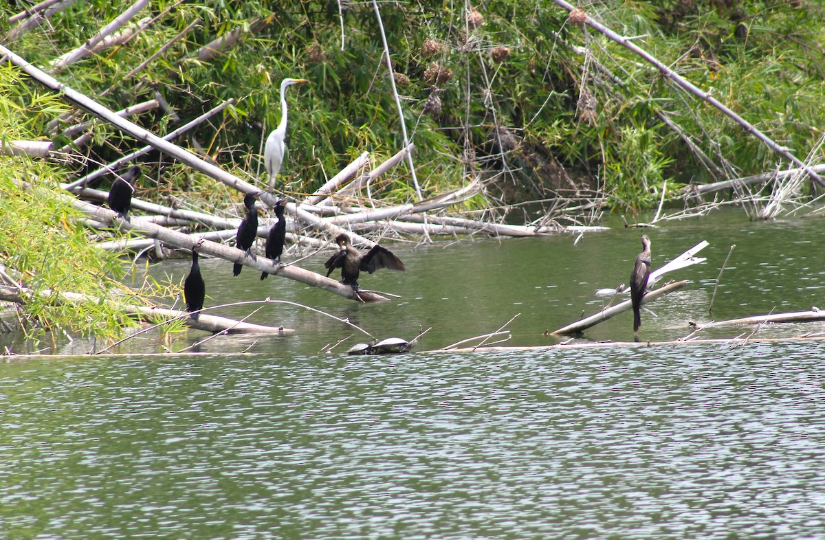 Neotropic Cormorant - T L P L