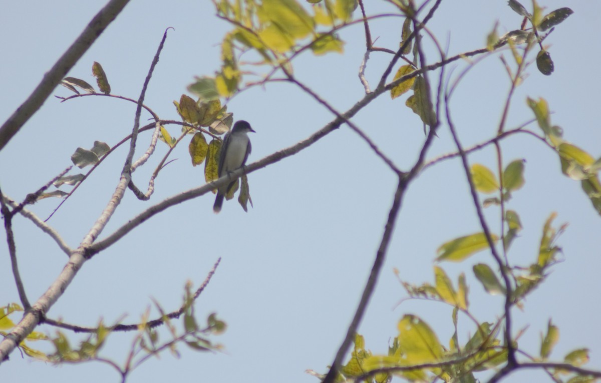 swallow sp. - Storm Borum