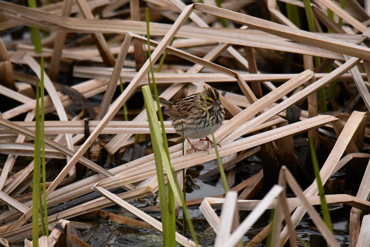 Savannah Sparrow - Valérie JACKMAN