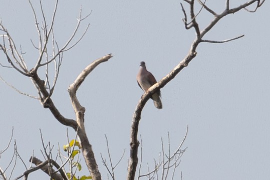 Pale-vented Pigeon - Mason Flint