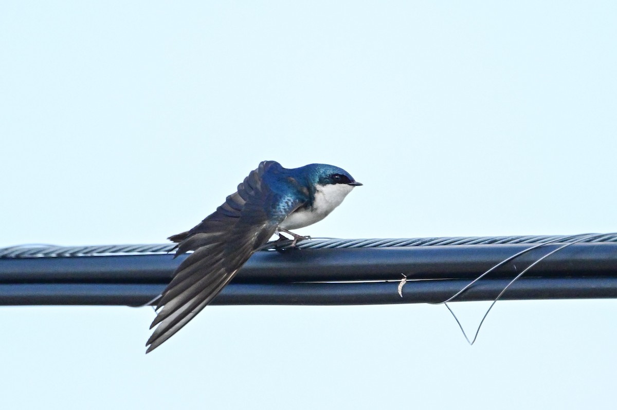 Tree Swallow - Serg Tremblay