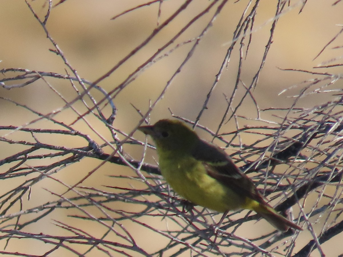 Western Tanager - Don Witter