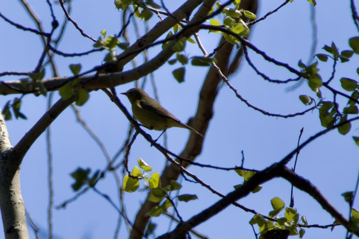 Orange-crowned Warbler - Anonymous