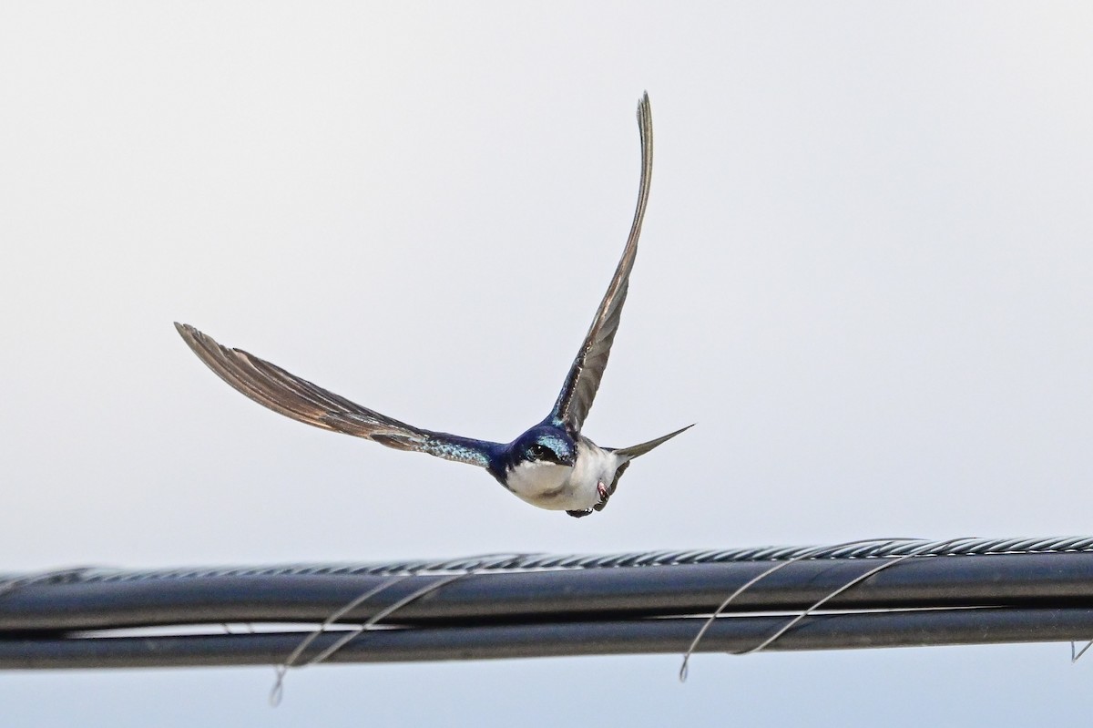 Tree Swallow - Serg Tremblay