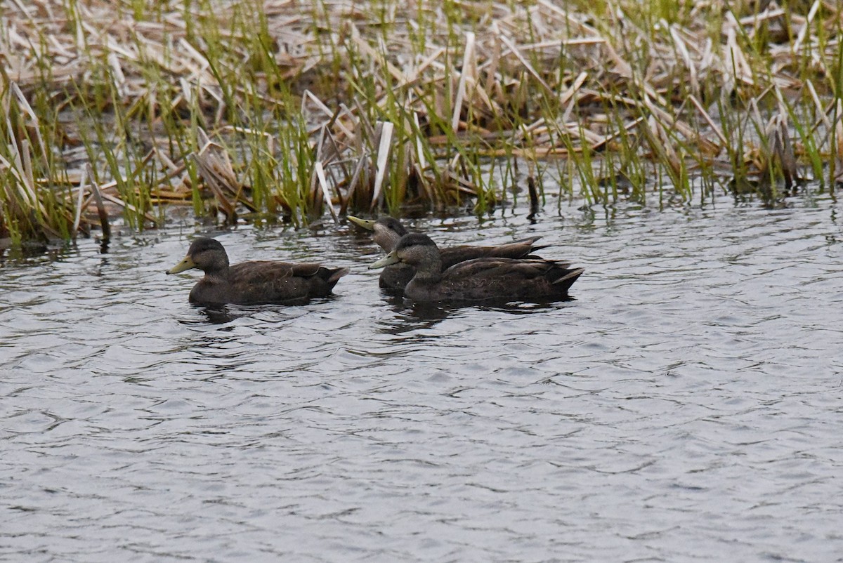 American Black Duck - ML619504790