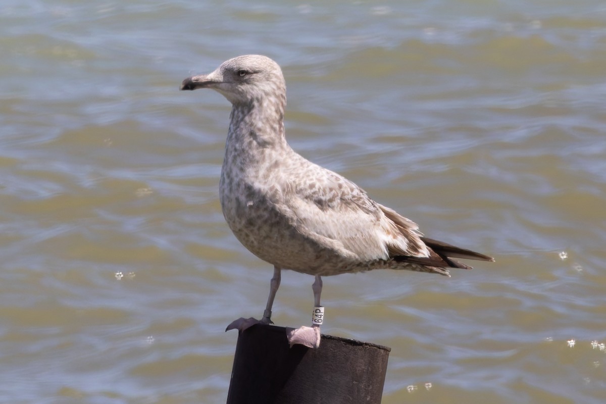 Herring Gull - Matt Parsons