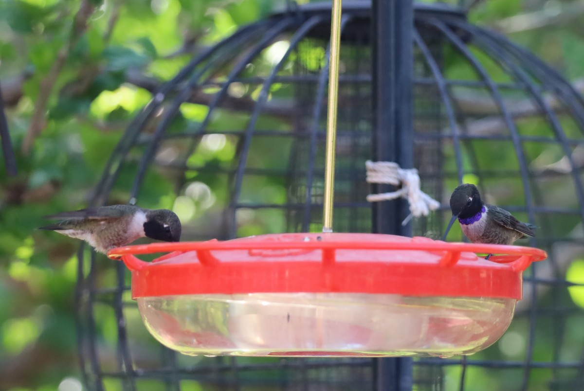 Black-chinned Hummingbird - Lillian Derwelis