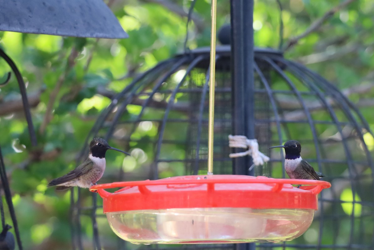 Black-chinned Hummingbird - Lillian Derwelis