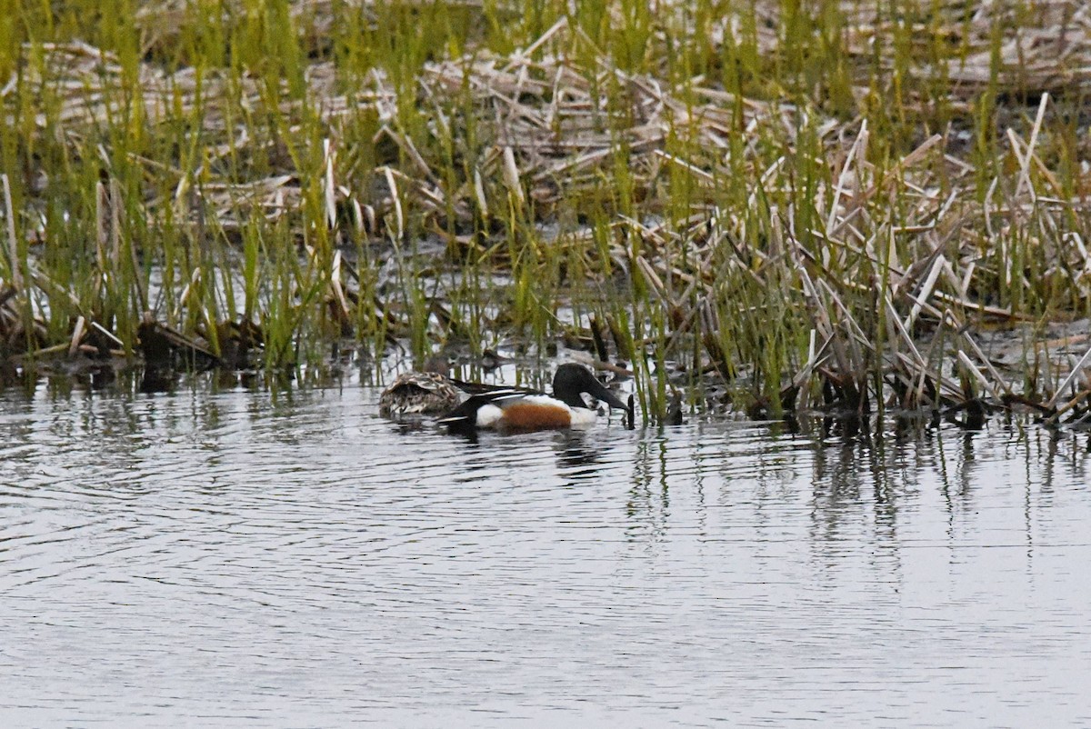 Northern Shoveler - ML619504802