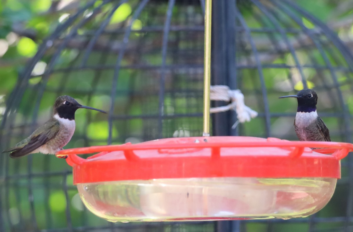 Black-chinned Hummingbird - Lillian Derwelis