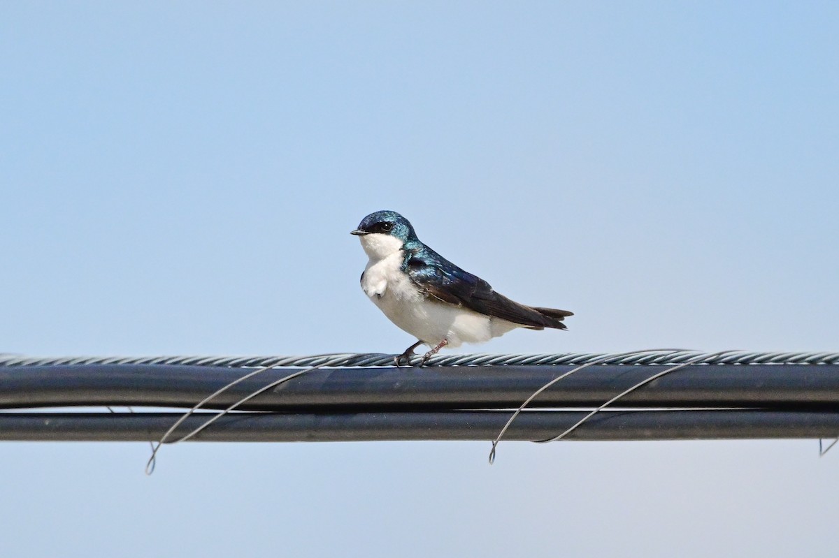 Tree Swallow - Serg Tremblay